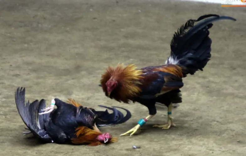 Sabong fighting and cockfighting