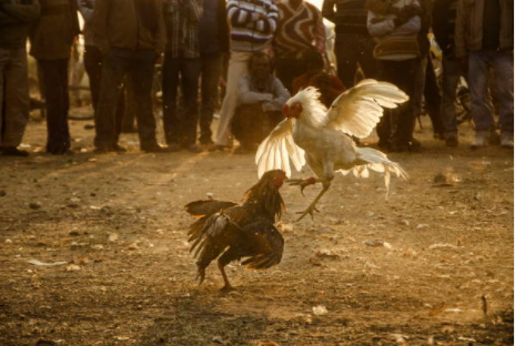 Sabong or cockfighting