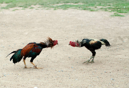 Sabong or cockfighting