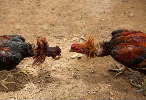 Sabong or cockfighting