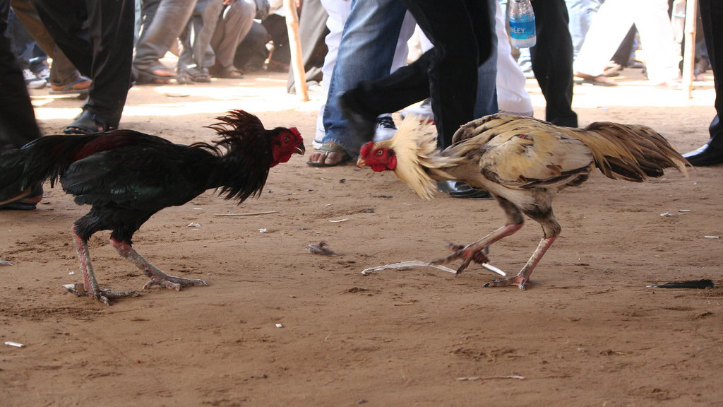 Cockfighting In a Sabong Arena 