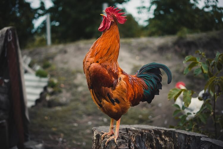 Cockfighting In a Sabong Arena 