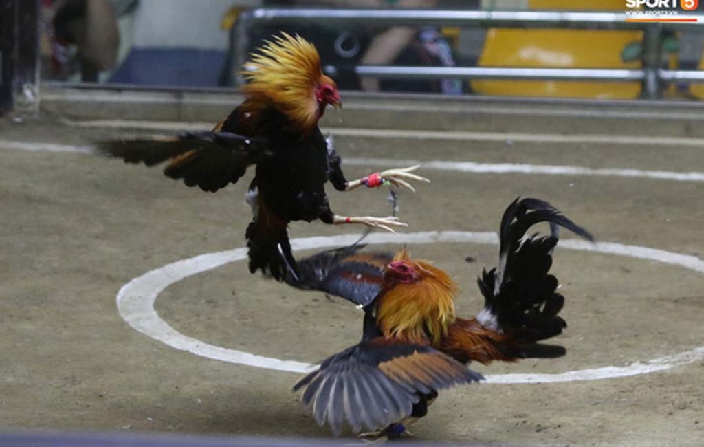 Cockfighting In a Sabong Arena 