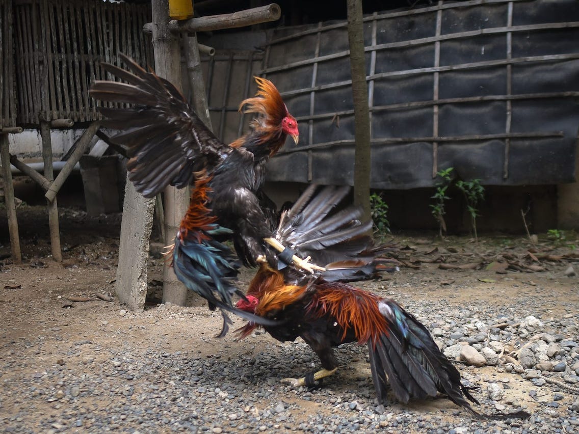 Sabong online cockfighting