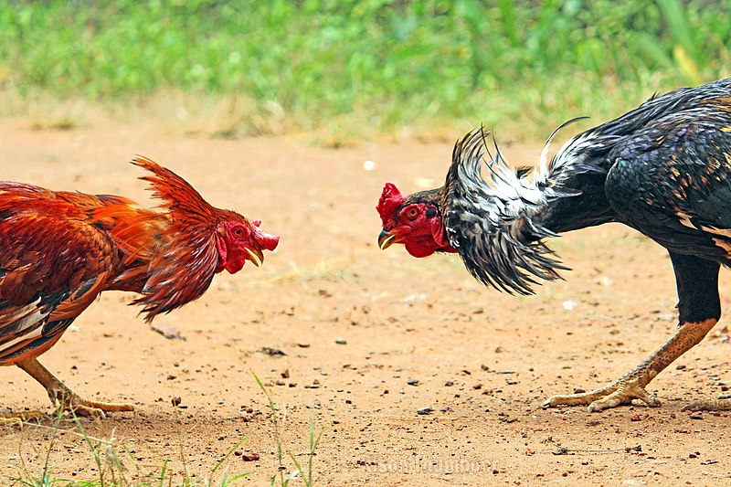 Cockfighting thrives