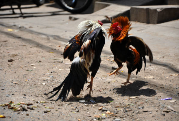 Cockfighting thrives