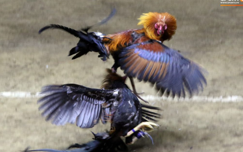 Philippines Cockfighting Sabong