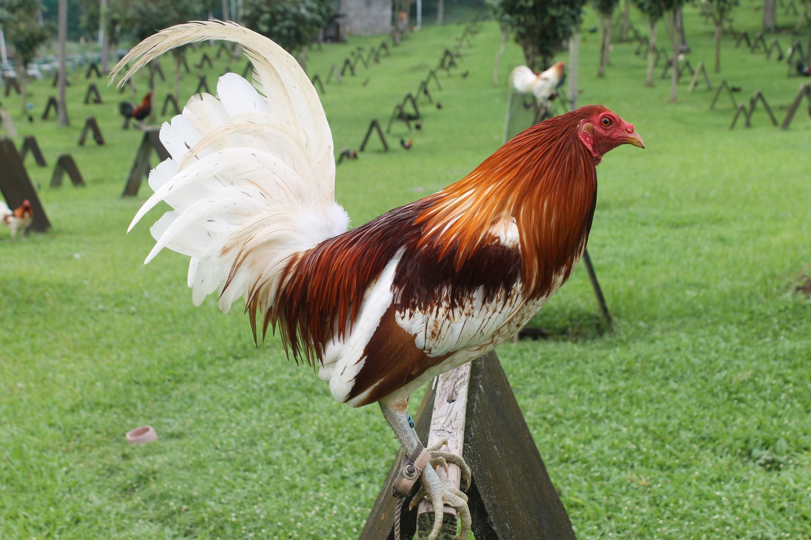 Philippines Cockfighting Sabong