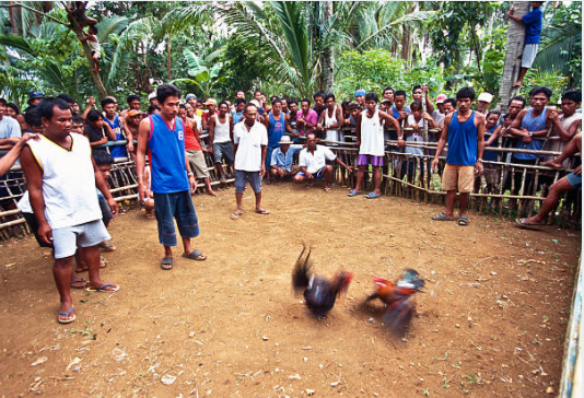 Philippines Cockfighting Sabong