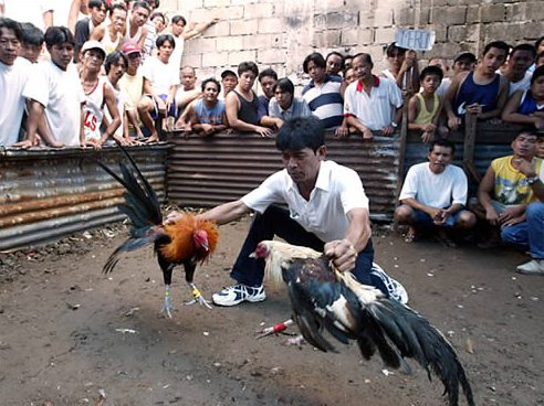Sabong Cockfighting