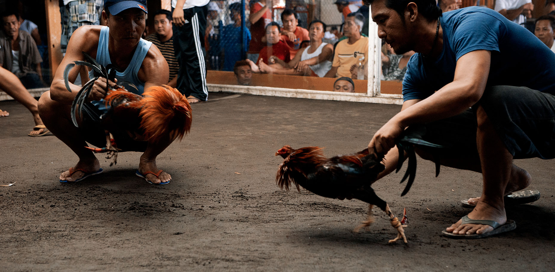 Sabong Cockfighting