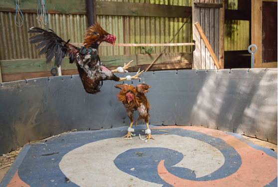 Cockfighting on Boracay