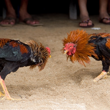 Cockfighting on Boracay