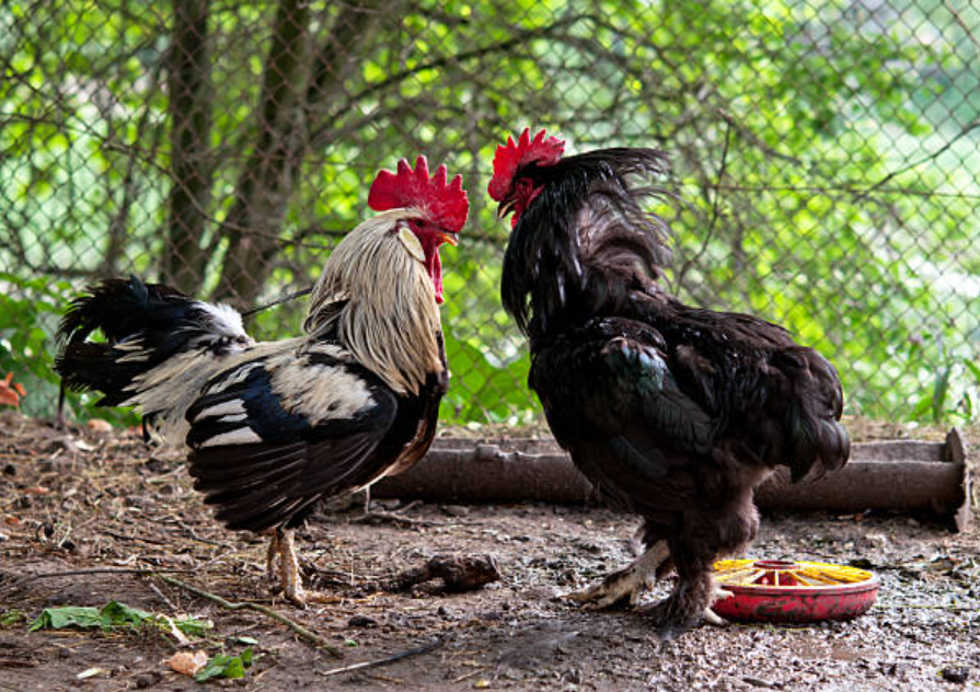 Cockfighting on Boracay