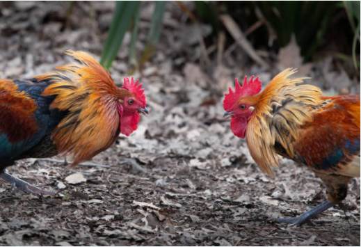 Cockfighting in Philippines