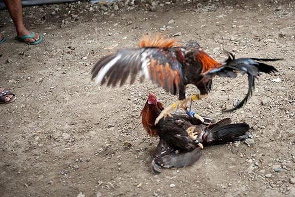 Cockfighting in Philippines