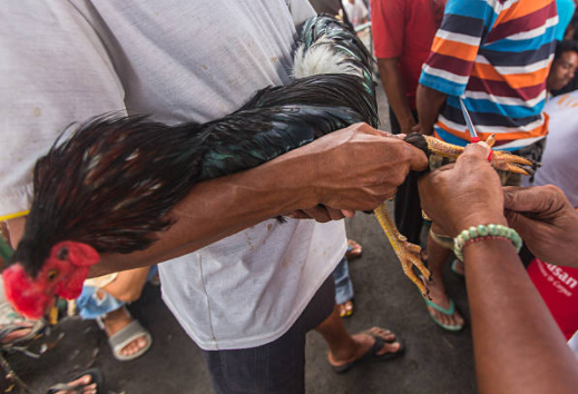 Cockfighting in Philippines
