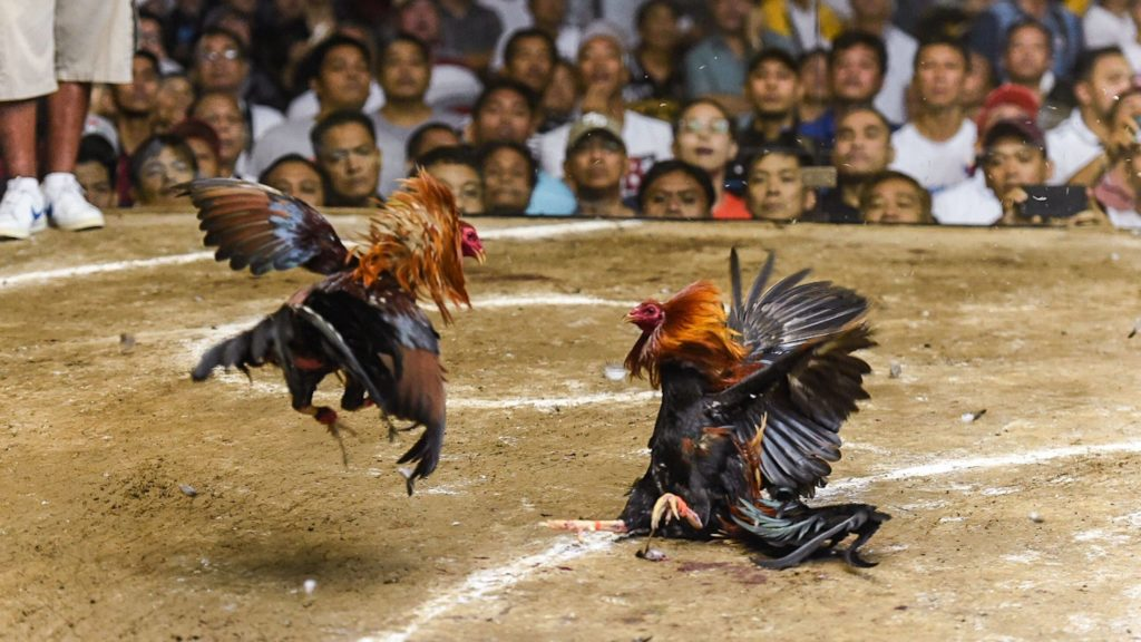 Cock Fighting in the Philippines