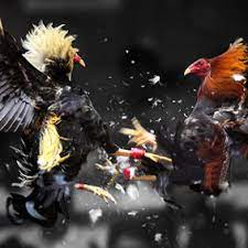 Cock Fighting in the Philippines