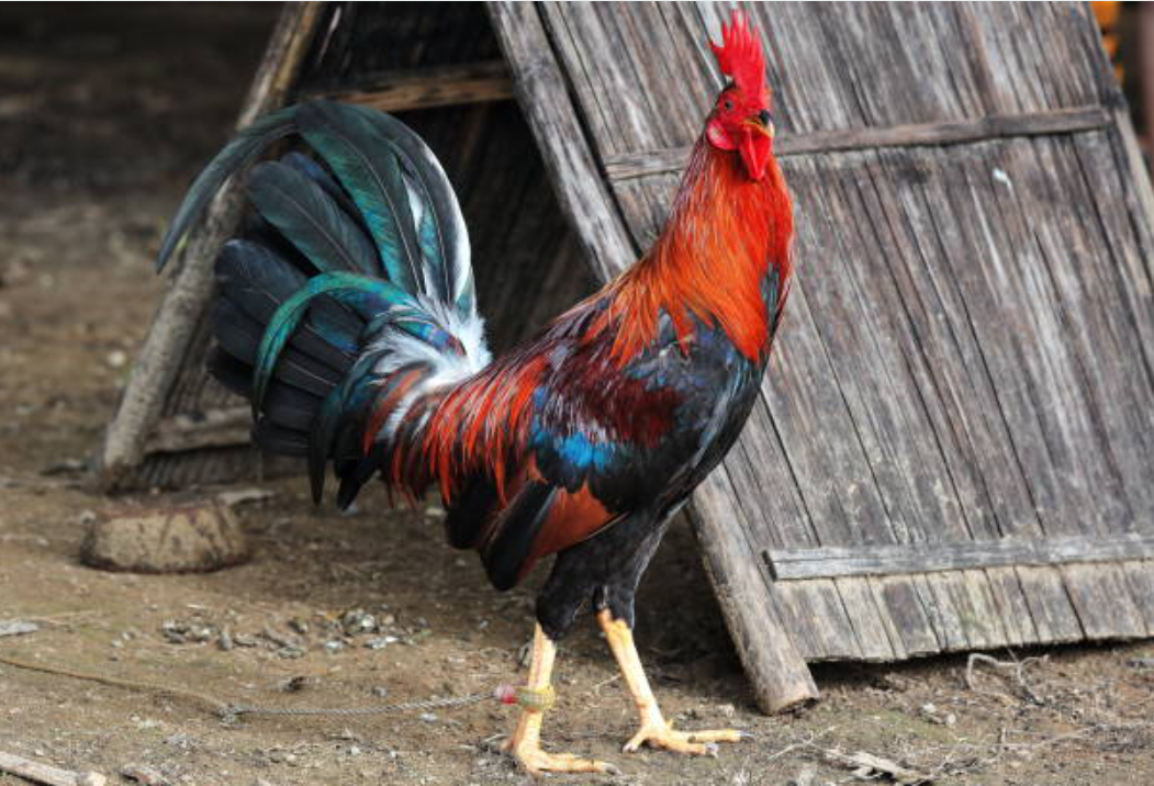 Cock Fighting in the Philippines