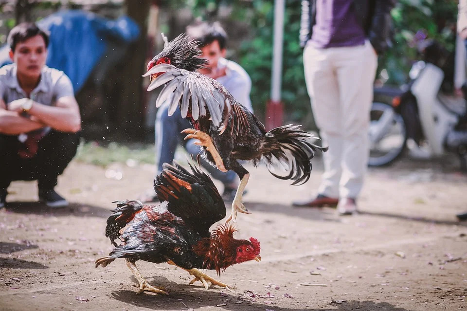 Cockfighting Philippines