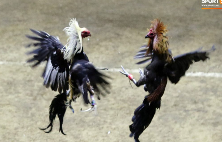 Cockfighting Philippines