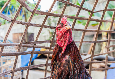 Cockfighting Philippines