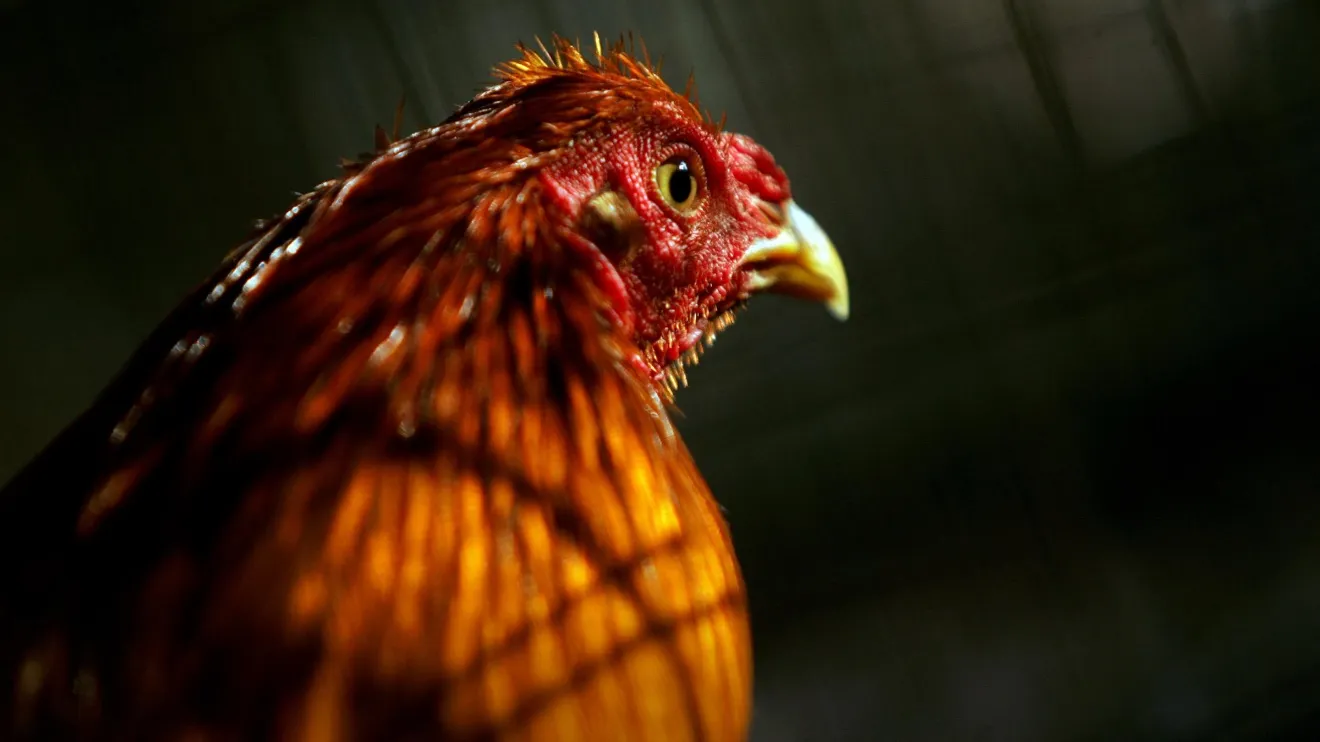 Philippines cockfighting