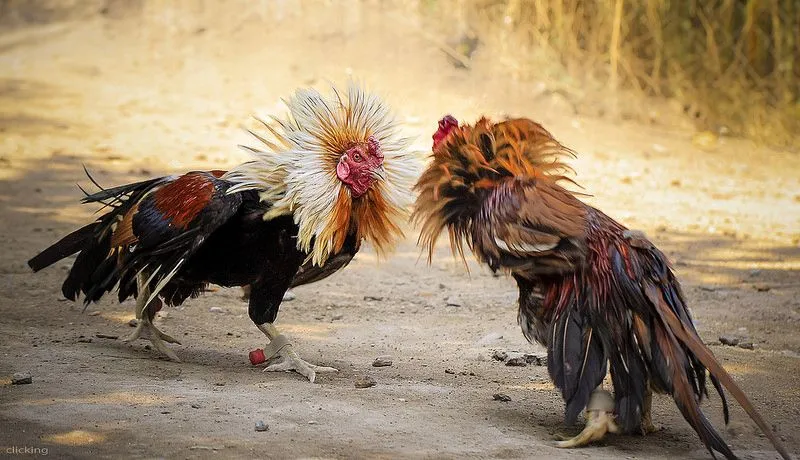 Philippines cockfighting