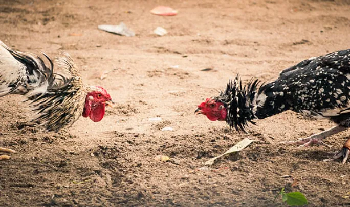 Philippines cockfighting