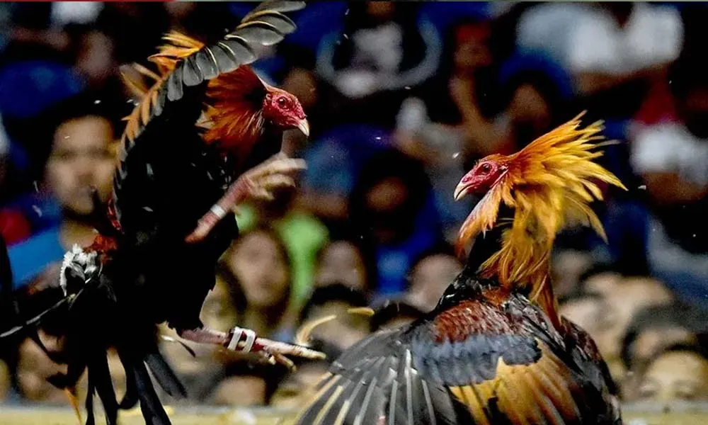 Philippines cockfighting