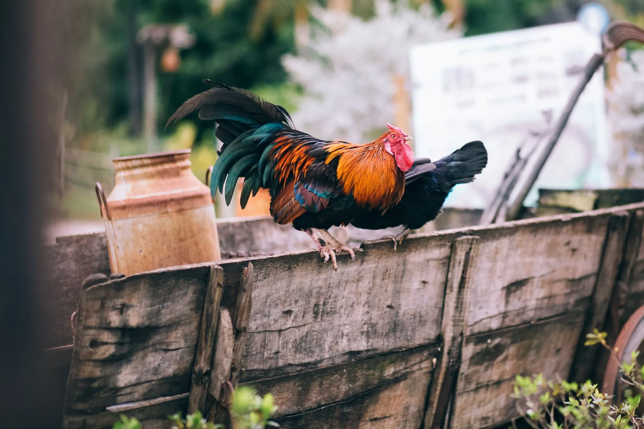 Cockfighting in Philippines