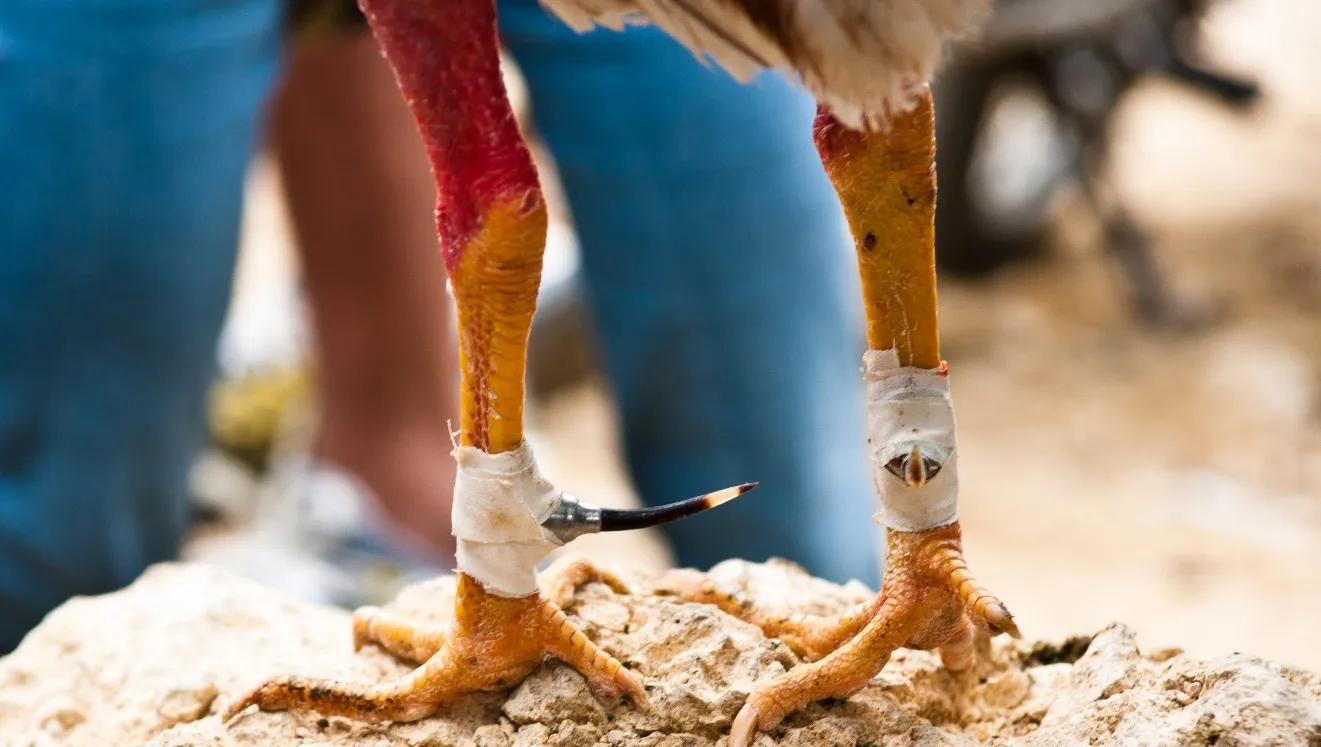 Cockfighting in Philippines