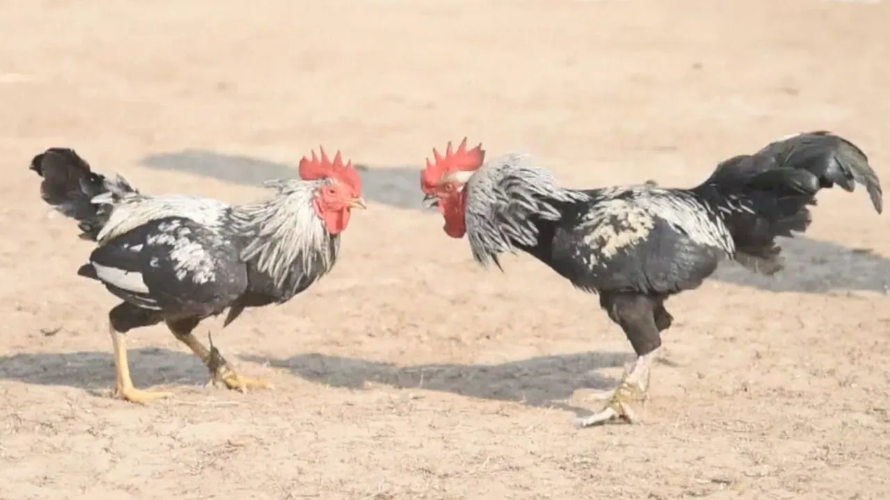 Cockfighting in Philippines