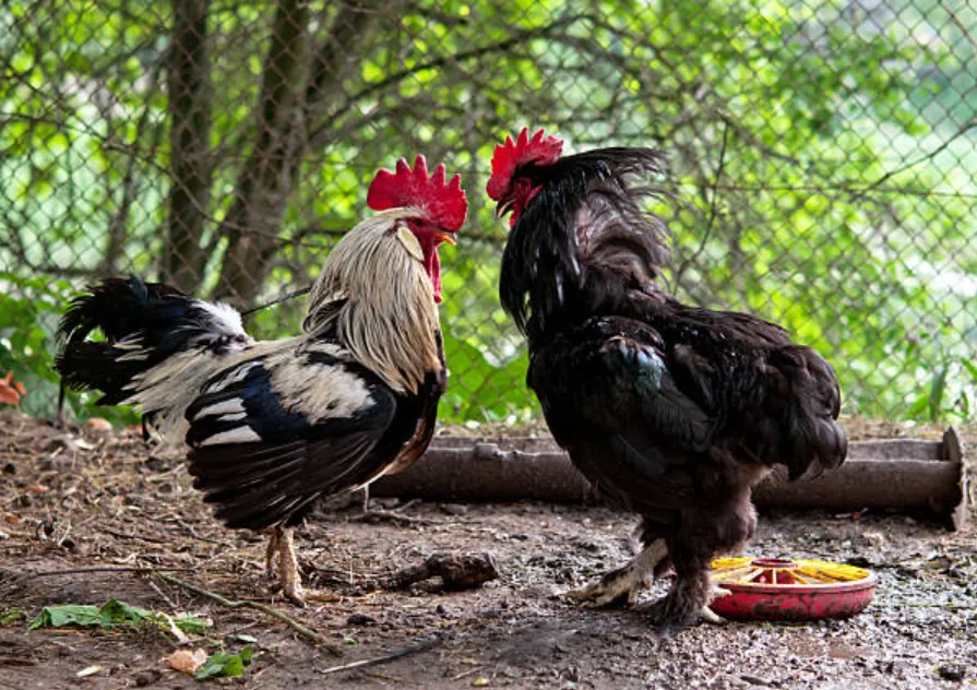 Cockfighting in Philippines