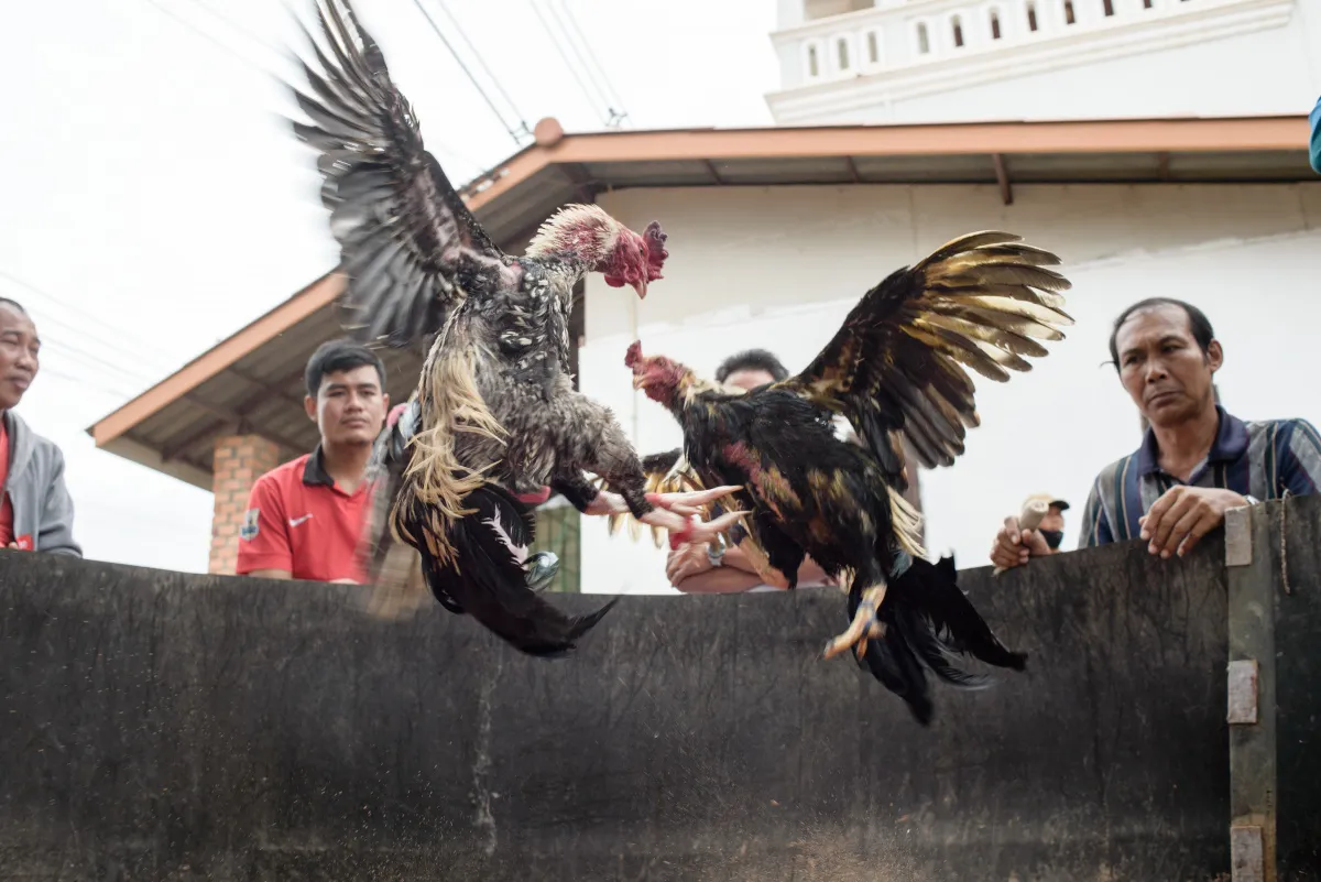 Global Sabong Live Streaming Today