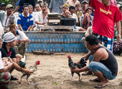 Talpakan Meaning In Sabong