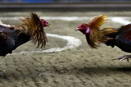 Cockfighting