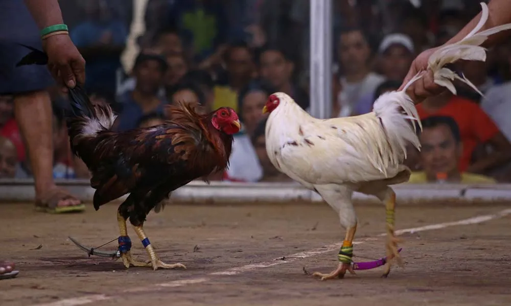 Cockfighting