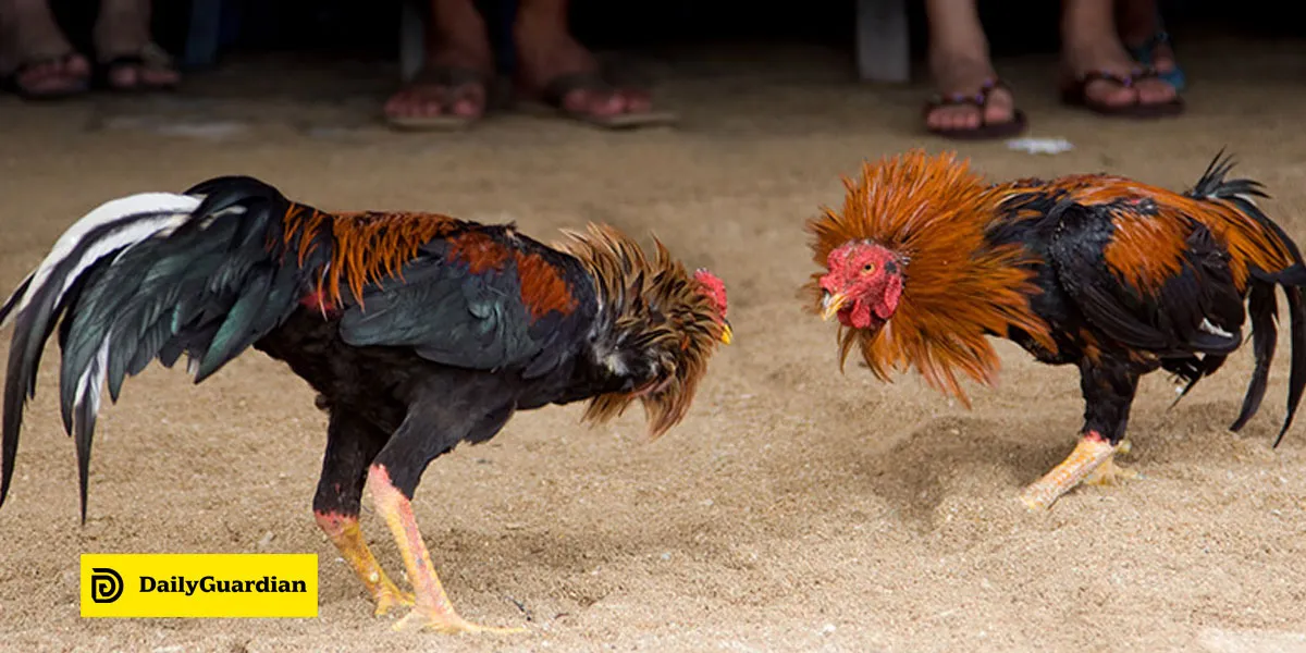 Cockfighting Legal