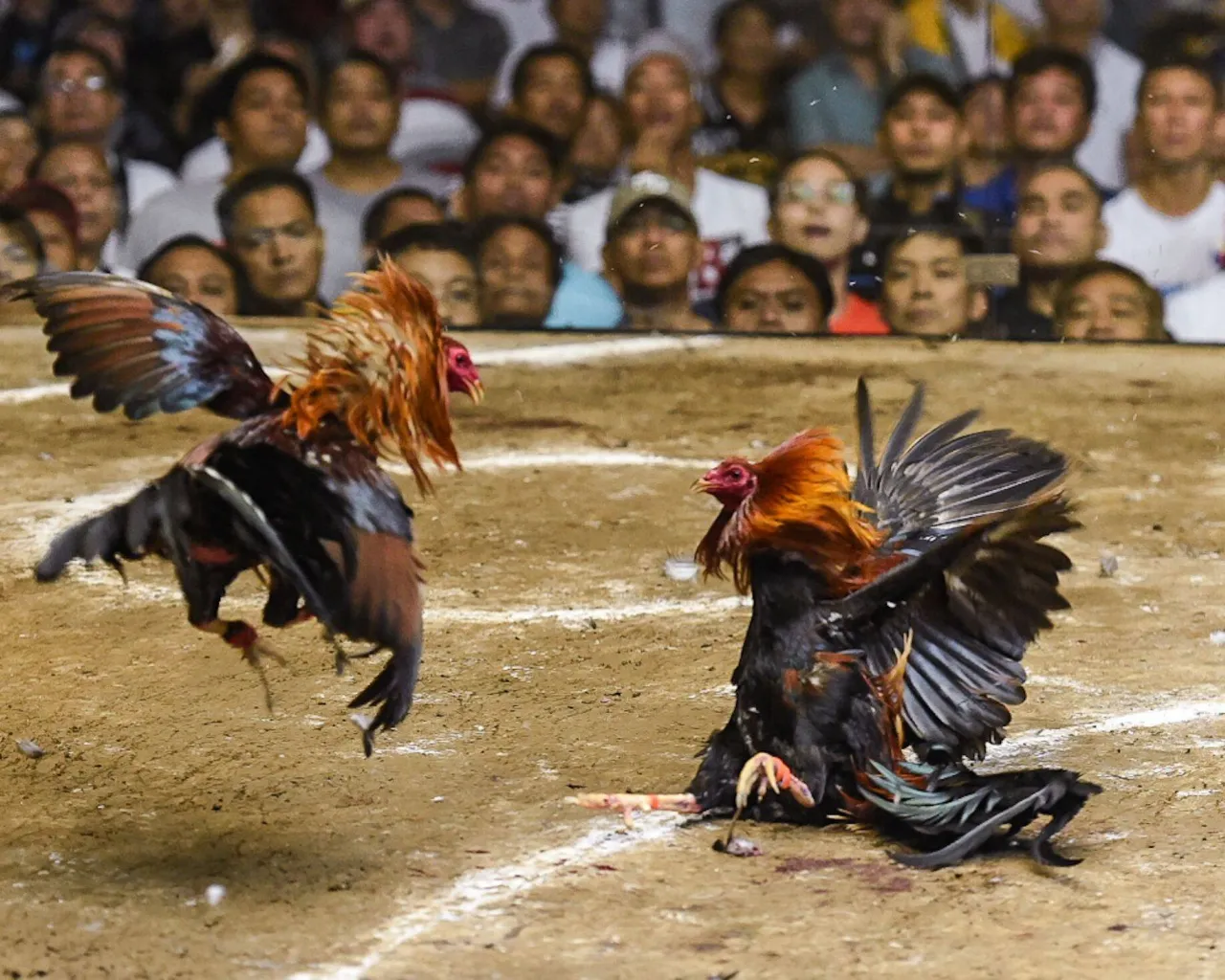 Cockfighting Facts