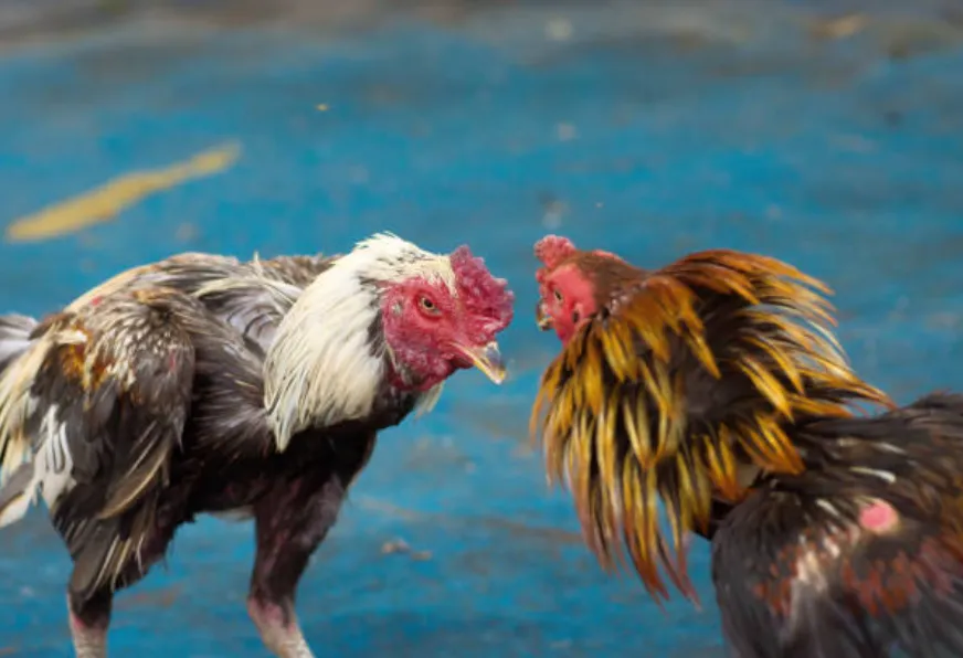 Where Cockfighting Originate