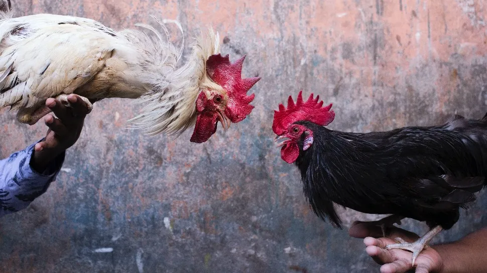Who Invented Cockfighting