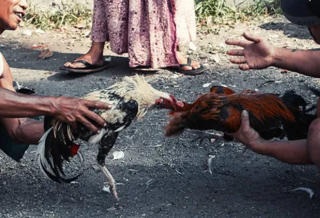 Who Invented Cockfighting