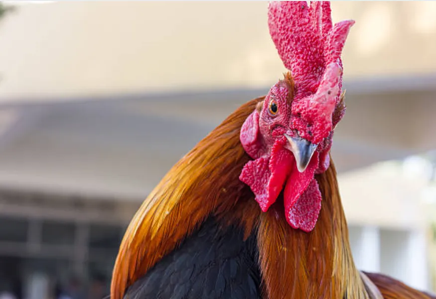 Sabong vs Cockfighting