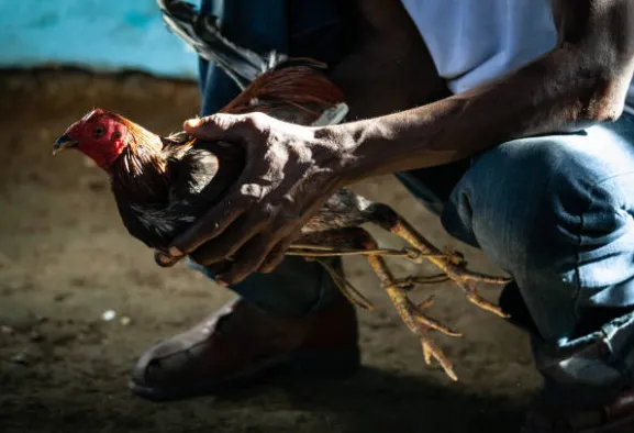 Sabong vs Cockfighting