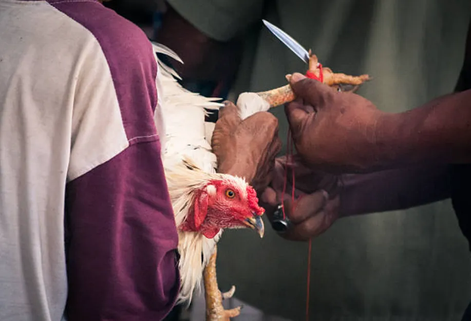 Sabong vs Cockfighting