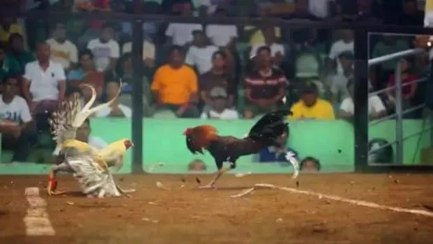Sabong Chicken Fight