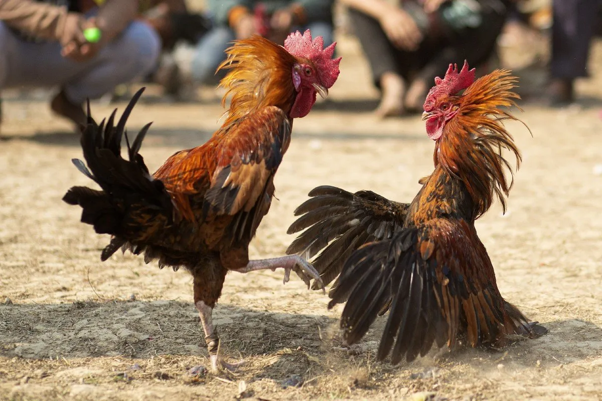 Sabong Chicken Fight