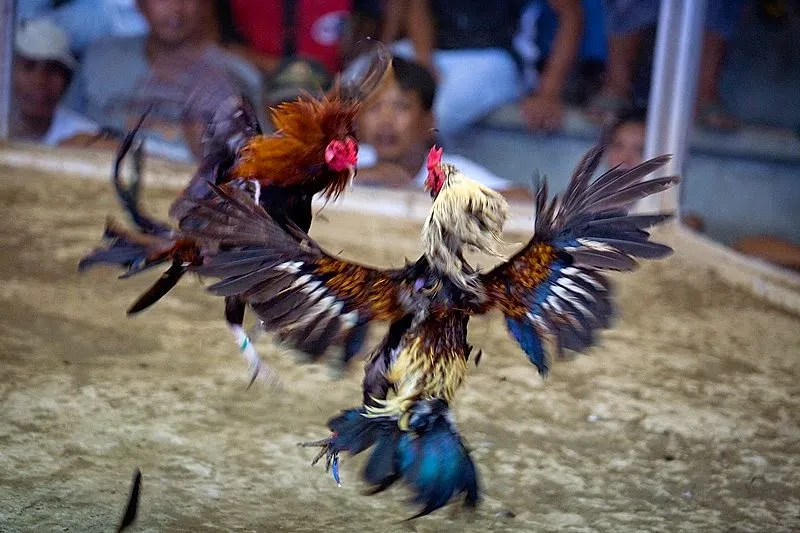 Sabong Barkadahan Live 